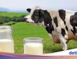 Kaya Konsumsi Bergizi, Kenali 5 Khasiat Minum Susu Setiap Hari Untuk Tubuh