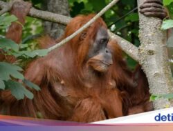 Mengenang Nettie, Orang Utan Sumatera Ke Inggris yang Begitu Penyayang